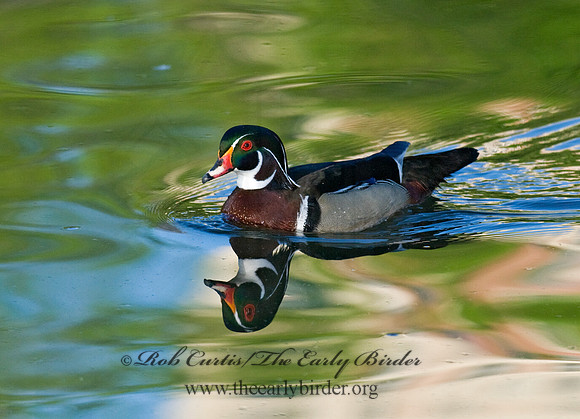 Aix sponsa  WOOD DUCK 7016506