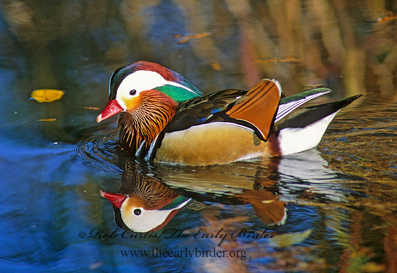 Aix galericulata  MANDARIN DUCK 159504