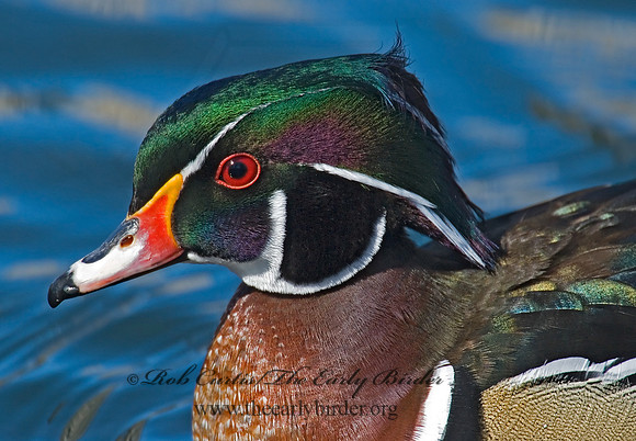 Aix sponsa  WOOD DUCK 7001263