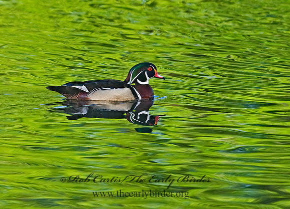 Aix sponsa  WOOD DUCK 7016510