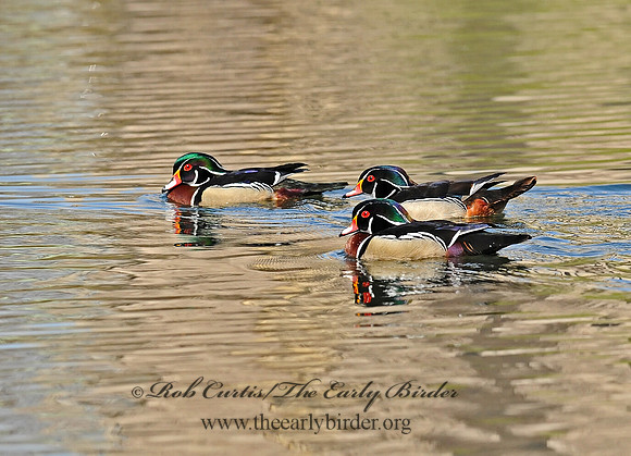Aix sponsa  WOOD DUCK 8002634a
