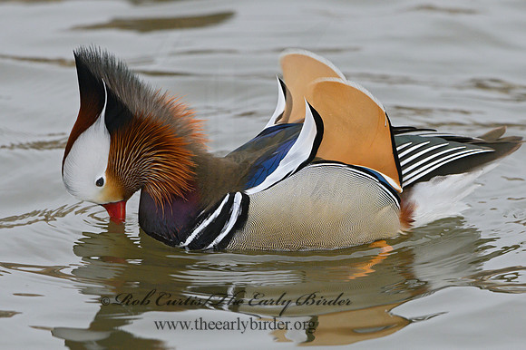 Aix galericulata  MANDARIN DUCK 1300710