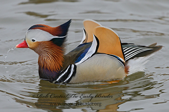 Aix galericulata  MANDARIN DUCK 1300711