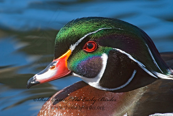 Aix sponsa  WOOD DUCK 7001266