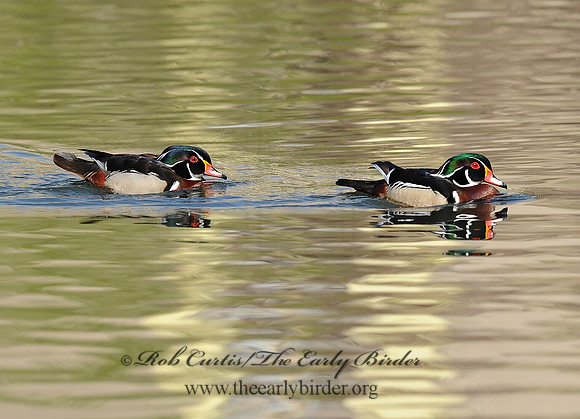 Aix sponsa  WOOD DUCK 8002635a