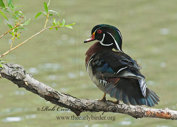 Aix sponsa  WOOD DUCK 8003999