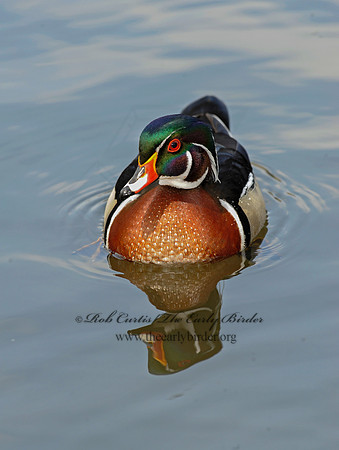 Aix sponsa  WOOD DUCK 8002651