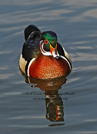 Aix sponsa  WOOD DUCK 8002653a
