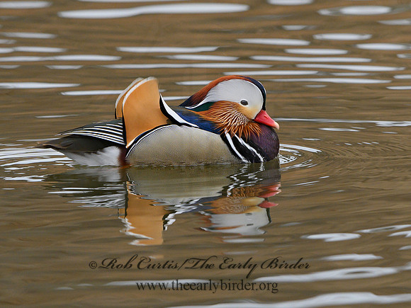 Aix galericulata  MANDARIN DUCK 1300726