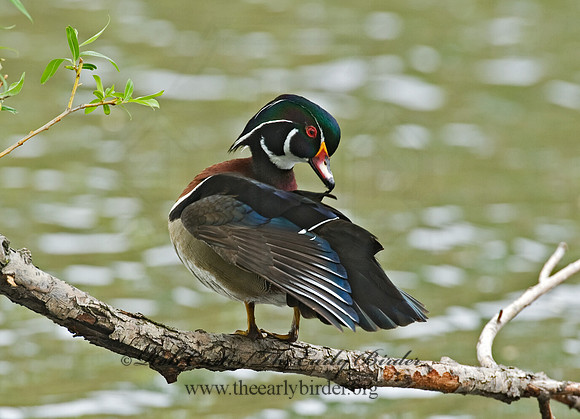 Aix sponsa  WOOD DUCK 8004002