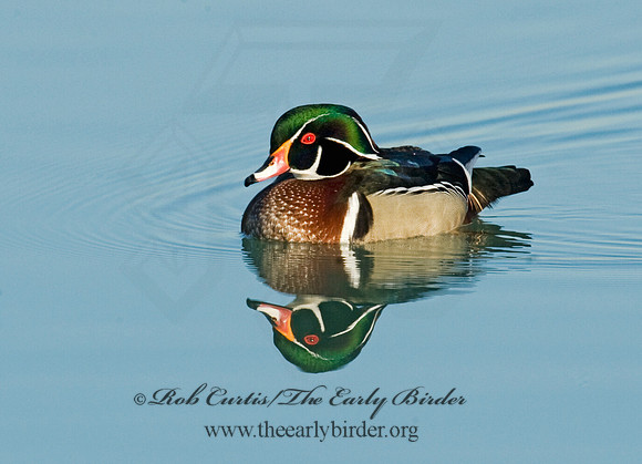 Aix sponsa  WOOD DUCK 8010945