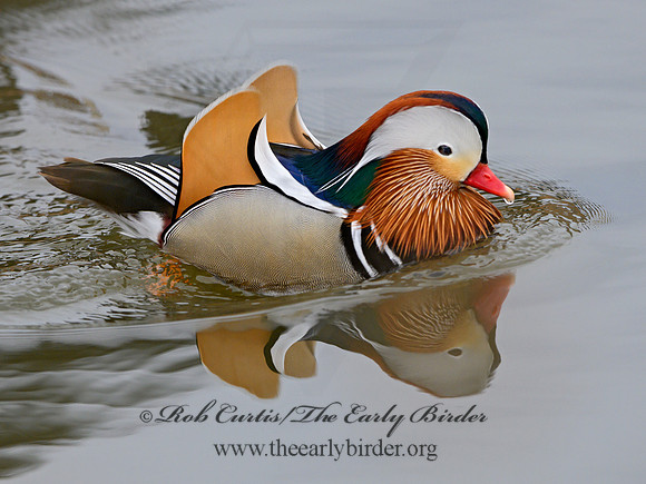 Aix galericulata  MANDARIN DUCK 1300721