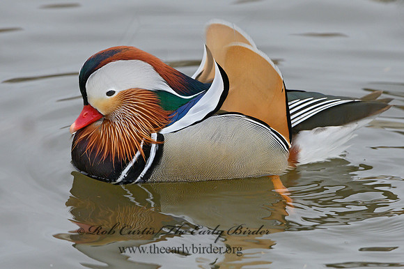 Aix galericulata  MANDARIN DUCK 1300713
