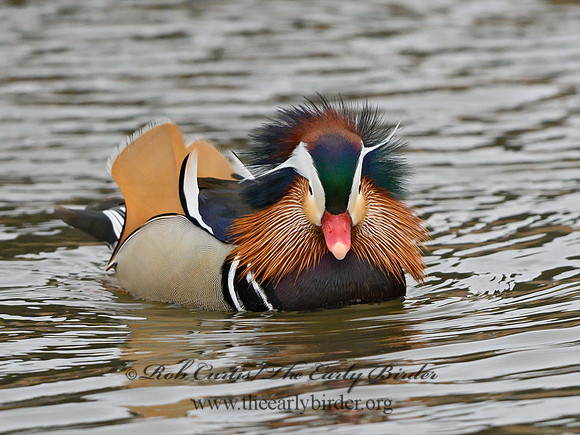 Aix galericulata  MANDARIN DUCK 1300734