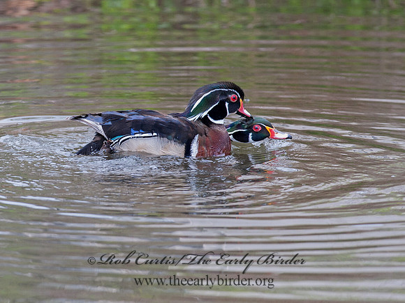 Aix sponsa  WOOD DUCK 8031023