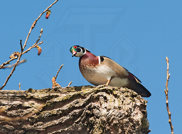 Aix sponsa  WOOD DUCK 8021558