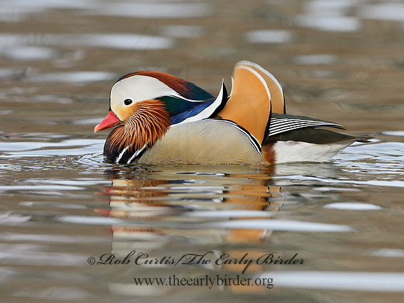 Aix galericulata  MANDARIN DUCK 1300740
