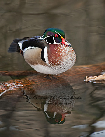 Aix sponsa  WOOD DUCK 8021503