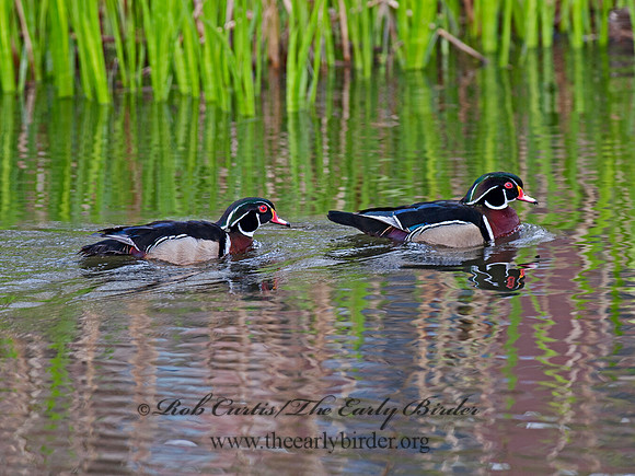 Aix sponsa  WOOD DUCK 8031026
