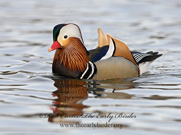 Aix galericulata  MANDARIN DUCK 1300742