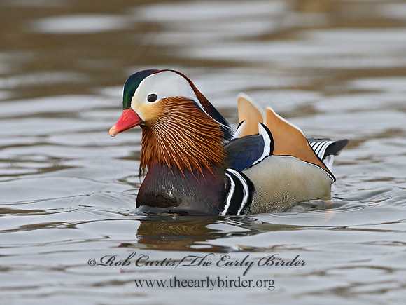 Aix galericulata  MANDARIN DUCK 1300749