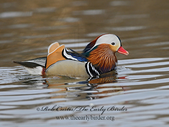 Aix galericulata  MANDARIN DUCK 1300748