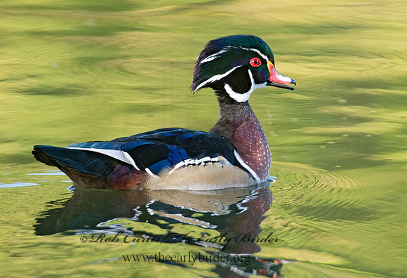 Aix sponsa  WOOD DUCK 9005533