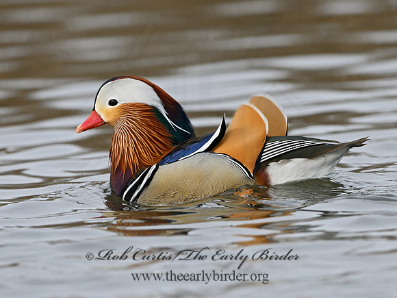 Aix galericulata  MANDARIN DUCK 1300750