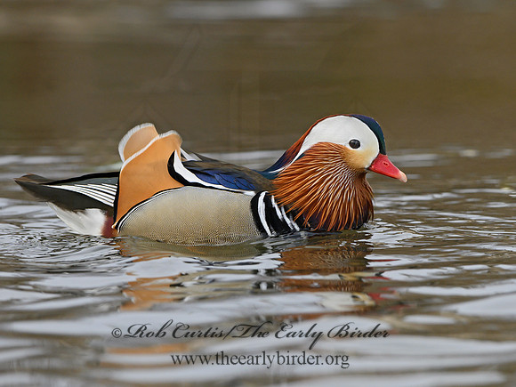 Aix galericulata  MANDARIN DUCK 1300752