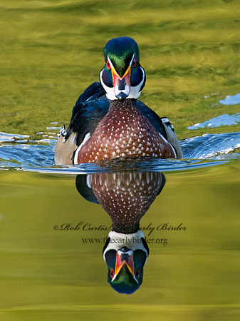 Aix sponsa  WOOD DUCK 9005535