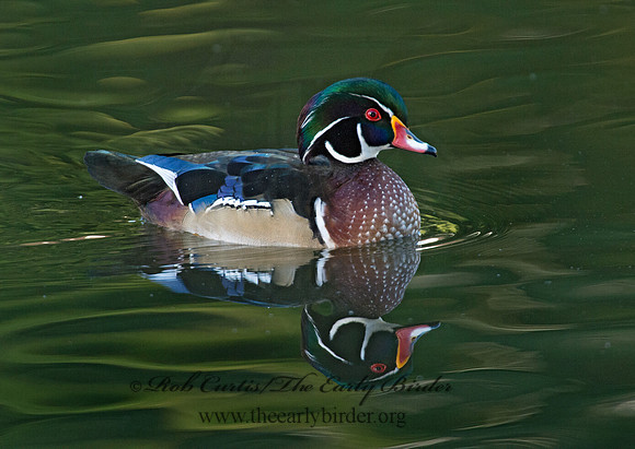 Aix sponsa  WOOD DUCK 9005531