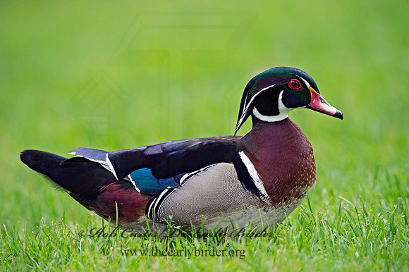 Aix sponsa  WOOD DUCK 9001872