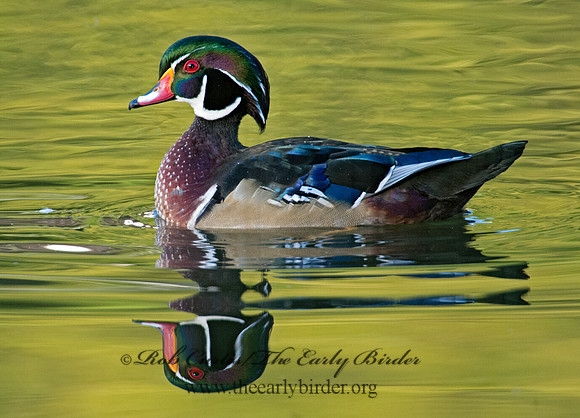 Aix sponsa  WOOD DUCK 9005537