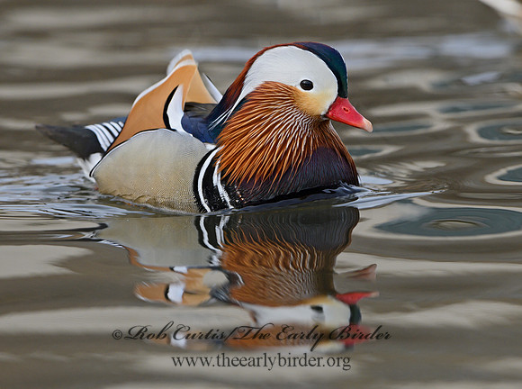 Aix galericulata  MANDARIN DUCK 1300756