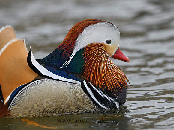 Aix galericulata  MANDARIN DUCK 1300753