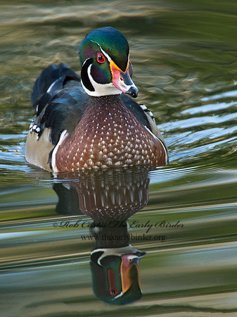 Aix sponsa  WOOD DUCK 9005538