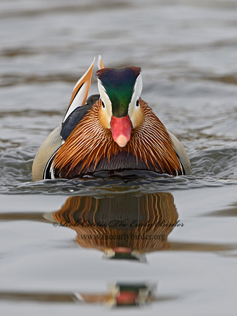 Aix galericulata  MANDARIN DUCK 1300764