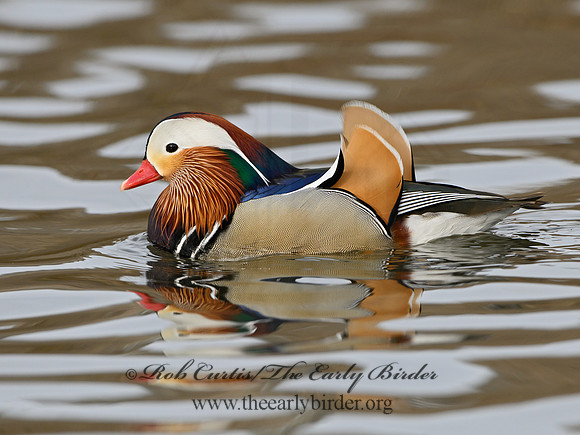 Aix galericulata  MANDARIN DUCK 1300761