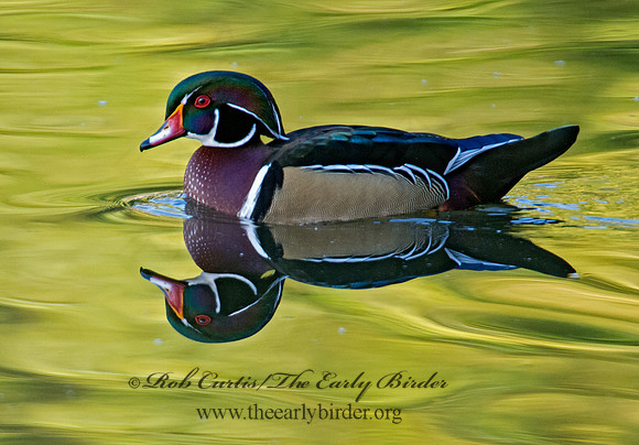 Aix sponsa  WOOD DUCK 9005548