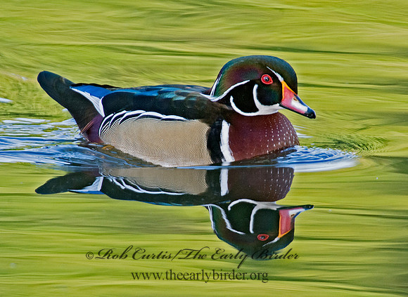 Aix sponsa  WOOD DUCK 9005552