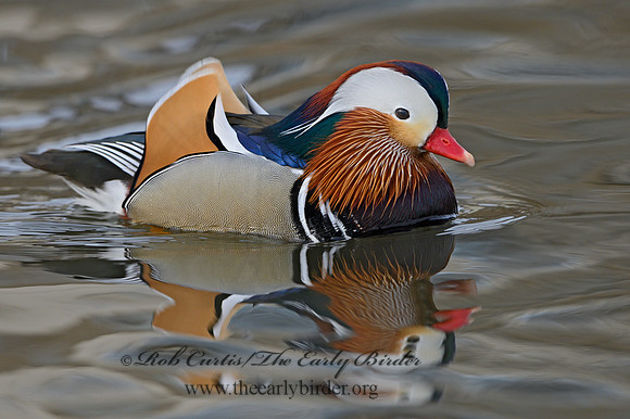 Aix galericulata  MANDARIN DUCK 1300759