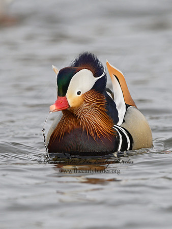 Aix galericulata  MANDARIN DUCK 1300770