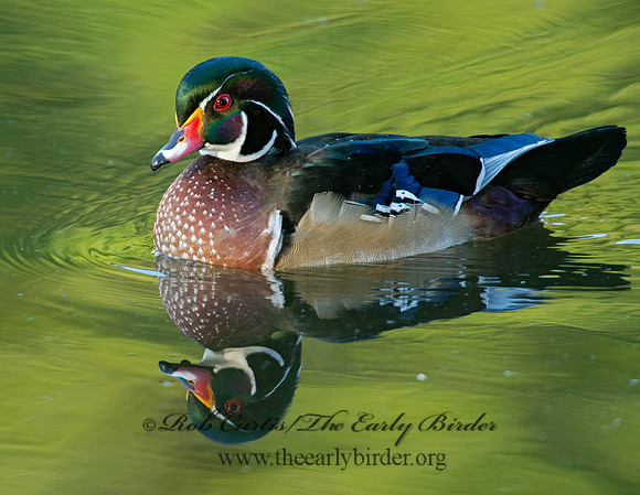 Aix sponsa  WOOD DUCK 9005544