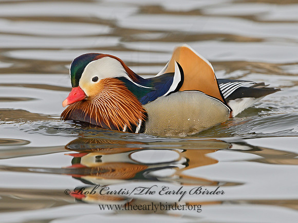 Aix galericulata  MANDARIN DUCK 1300767