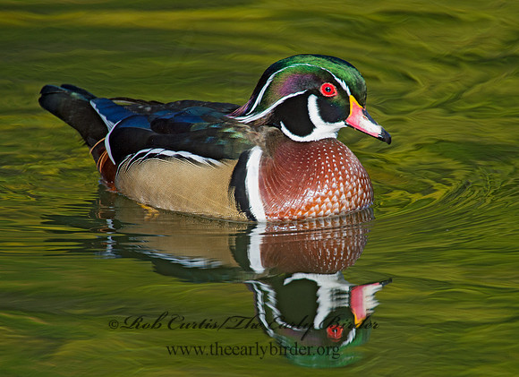 Aix sponsa  WOOD DUCK 9006243