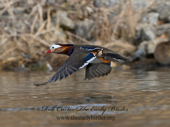 Aix galericulata  MANDARIN DUCK 1300777