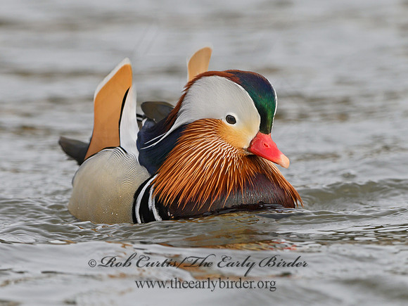 Aix galericulata  MANDARIN DUCK 1300772