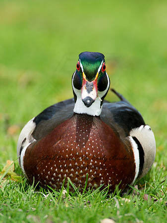 Aix sponsa  WOOD DUCK 9010341