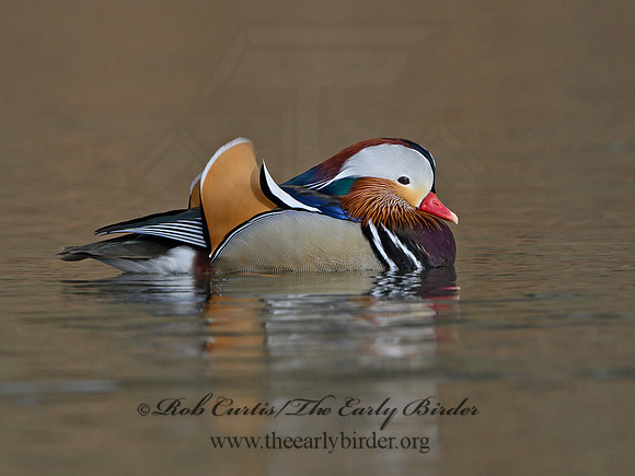 Aix galericulata  MANDARIN DUCK 1300779