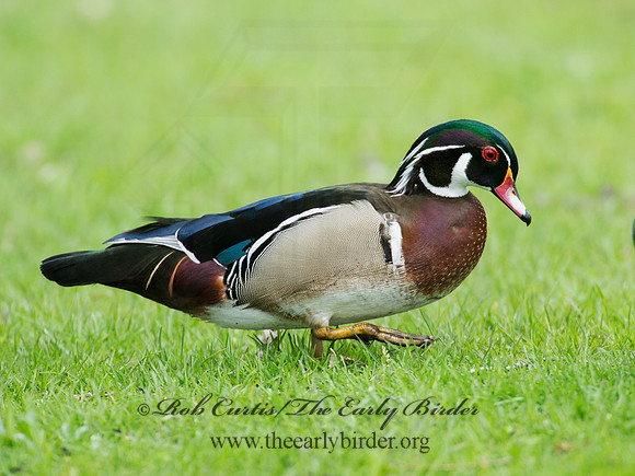 Aix sponsa  WOOD DUCK 9010335